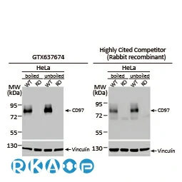CD97 antibody [HL1925]